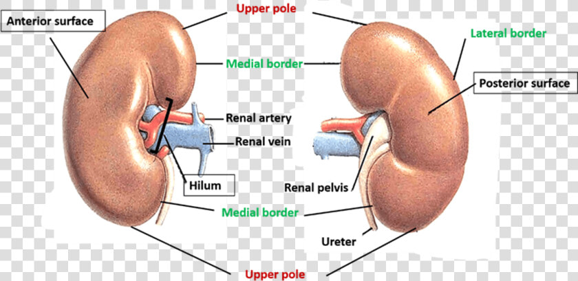 Anterior Surface Of Kidney   Gross Features Of Kidney  HD Png DownloadTransparent PNG