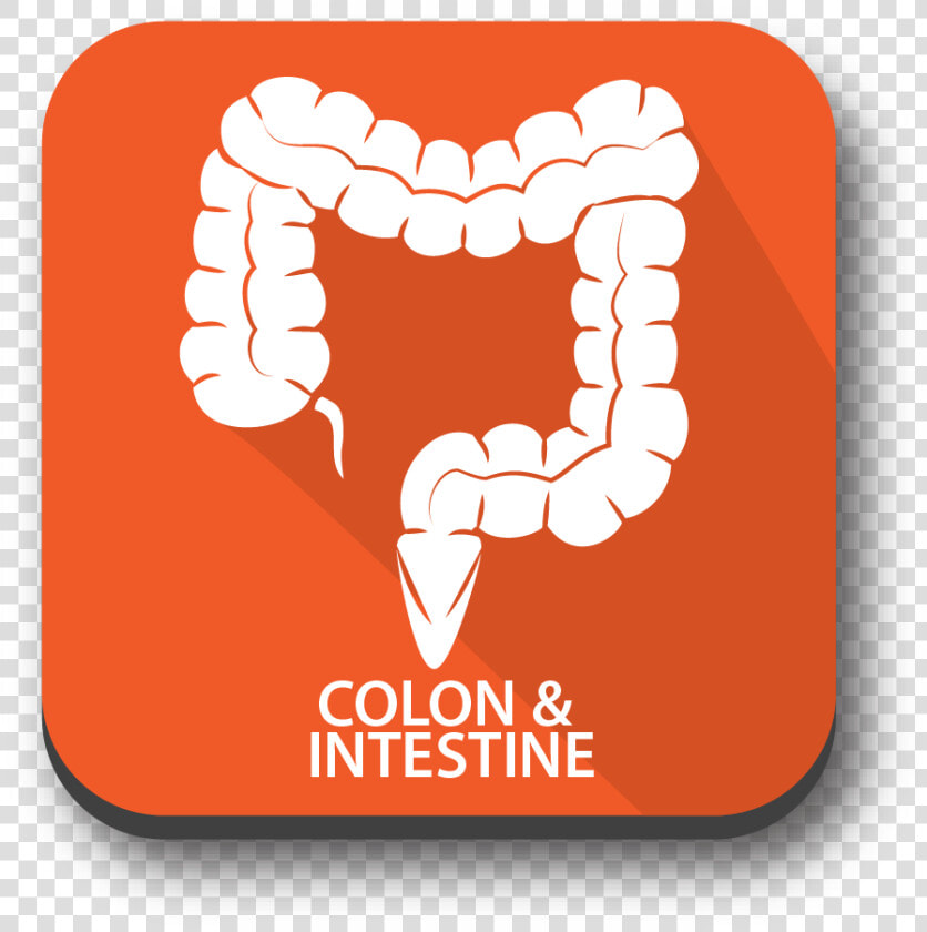 Colon Png  Transparent PngTransparent PNG