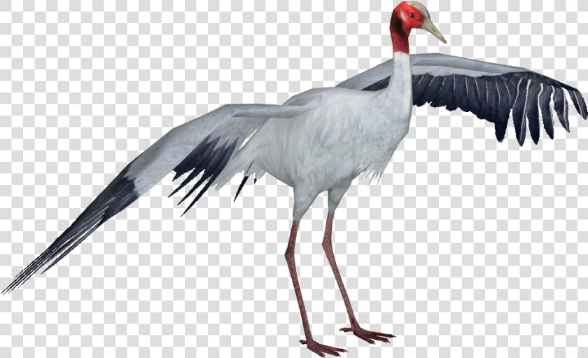 Clip Art Sarus Crane Andersxhd Zt   Sandhill Crane Transparent Png  Png DownloadTransparent PNG