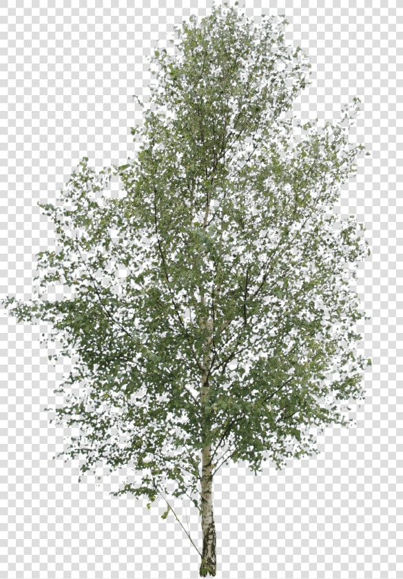 Transparent Birch Tree Png   River Birch Png  Png DownloadTransparent PNG