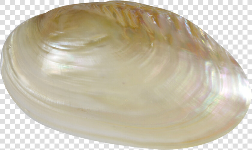 Fresh Water Clam Pearled Shell 7 8   Baltic Clam  HD Png DownloadTransparent PNG