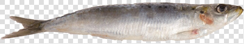 Klondyked Herring  HD Png DownloadTransparent PNG