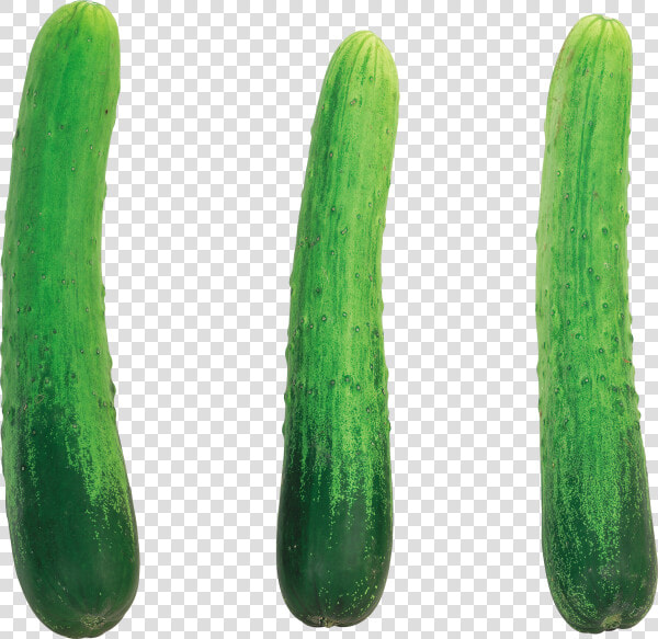 Cucumber Png Free Download   Cucumber With No Background  Transparent PngTransparent PNG