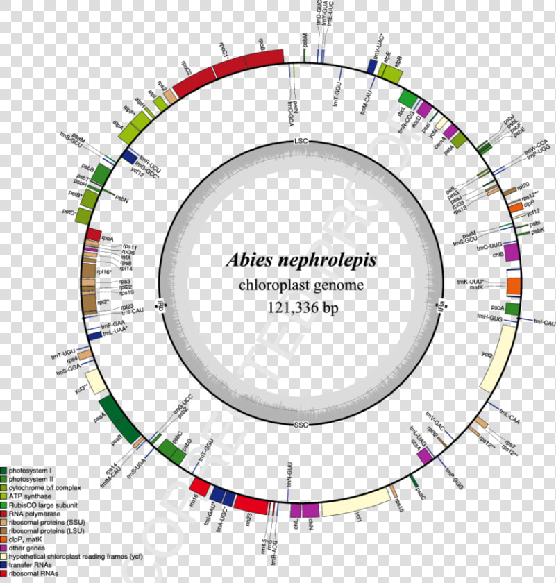 Complete Chloroplast Genome  HD Png DownloadTransparent PNG