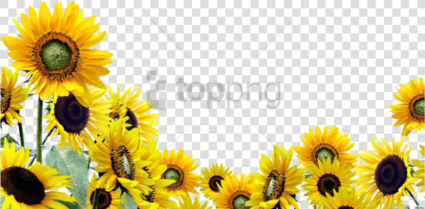 Transparent Watercolor Sunflower Png   Transparent Background Sunflower Clipart  Png DownloadTransparent PNG