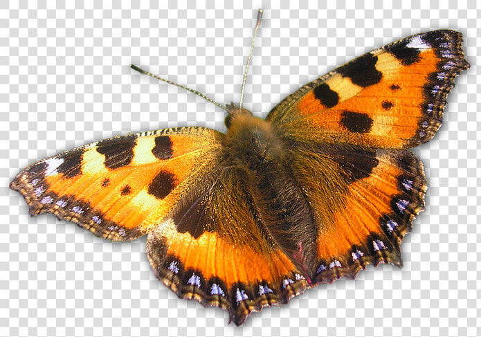 Butterfly Orange Nature Free Picture   Large Butterfly Png  Transparent PngTransparent PNG