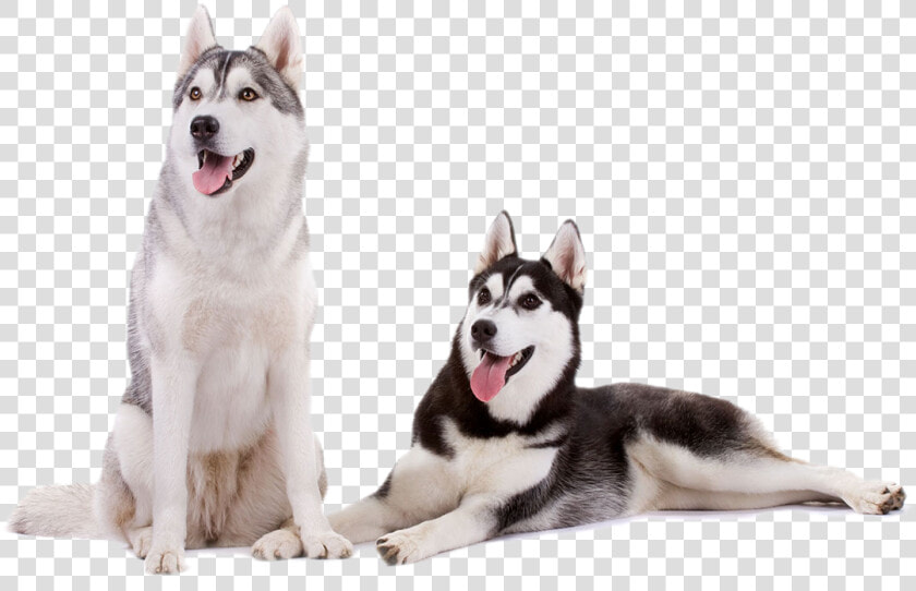 Siberian Breed Tails Of The Tundra Rescue   Siberian Husky Husky Transparent Background  HD Png DownloadTransparent PNG