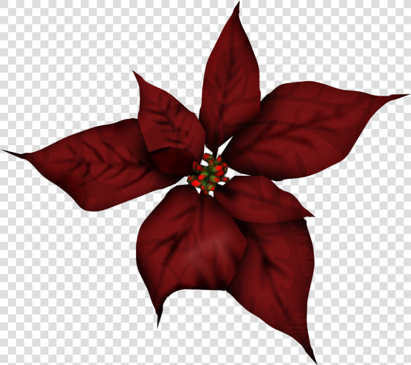 Wbbt Dec2018 Songbird Element 18   Poinsettia Png Yellow  Transparent PngTransparent PNG