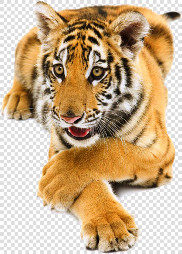 Siberian Tiger Png Pic   Tiger Png  Transparent PngTransparent PNG