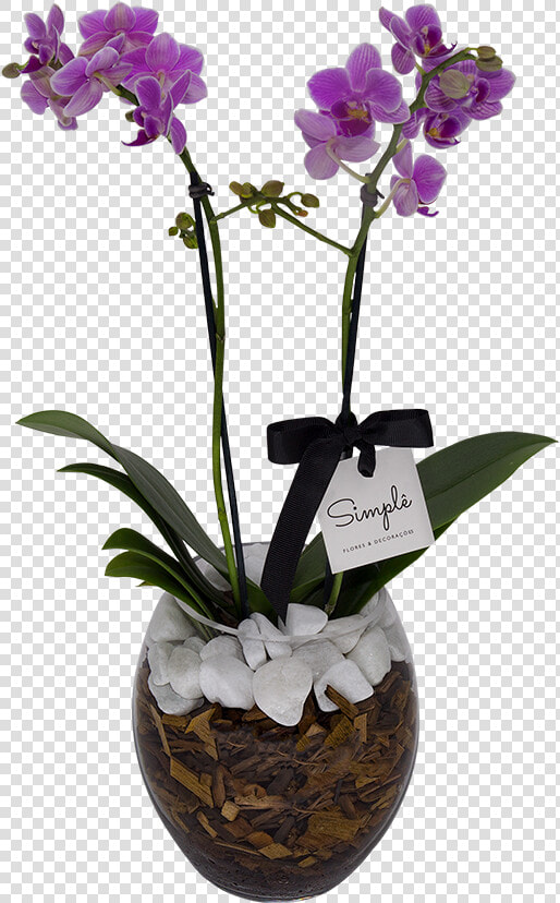 Clip Art Orquidea Do Mato   Cooktown Orchid  HD Png DownloadTransparent PNG