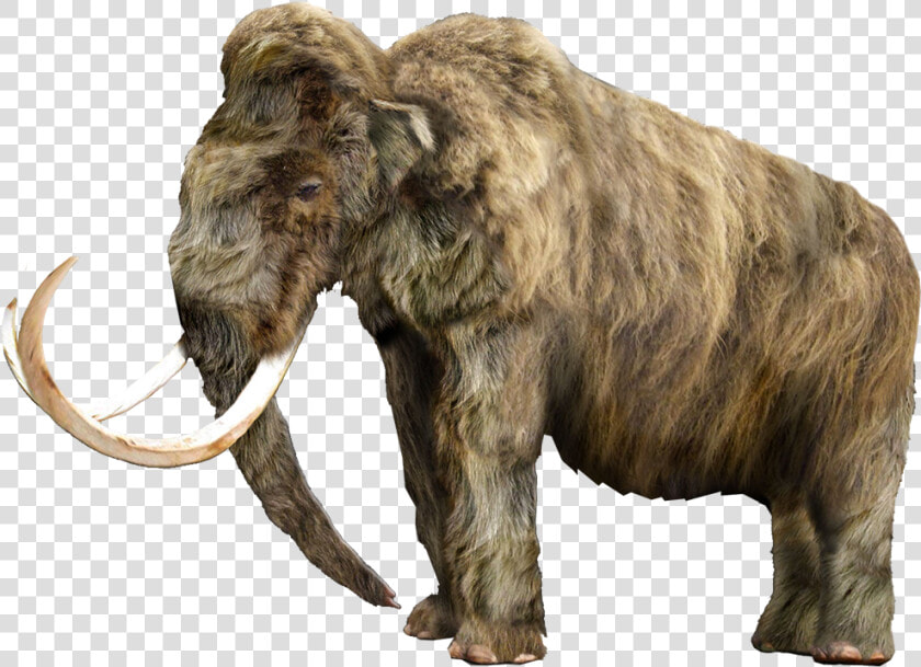 Mammoth Vector Tusk   Wrangel Island Woolly Mammoth  HD Png DownloadTransparent PNG