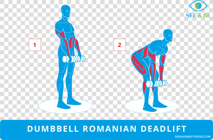 Step Up Knee Raise Muscles Worked  HD Png DownloadTransparent PNG