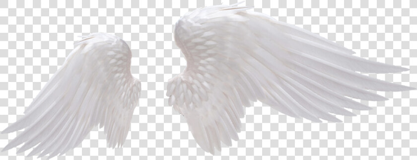 Transparent Transparent Wings Png   Realistic Angel Wings Png  Png DownloadTransparent PNG