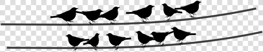 Birds  Wire  Cable  Sitting Birds   Birds Sitting Png  Transparent PngTransparent PNG