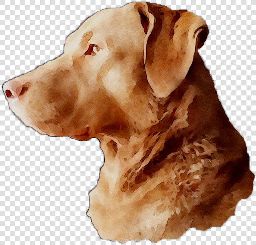 Labrador Breed Dog Gun Snout Retriever Clipart   Companion Dog  HD Png DownloadTransparent PNG