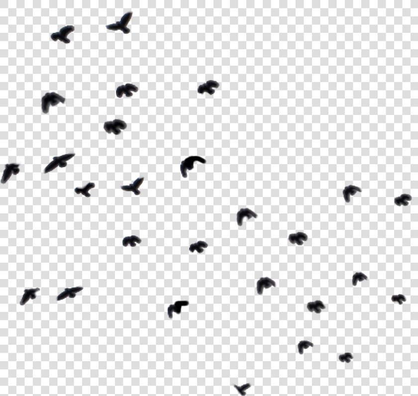  birds  bird  fly  blackbird  blackbirds  ky  ftestickers   Pigeons And Doves  HD Png DownloadTransparent PNG