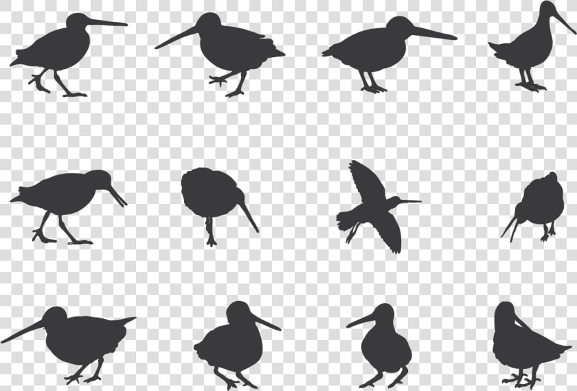 Snipe Bird Png Silhouette  Transparent PngTransparent PNG