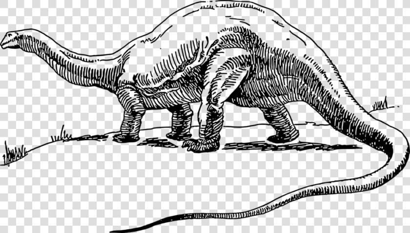 Brontosaurus Dinosaur Drawing  HD Png DownloadTransparent PNG