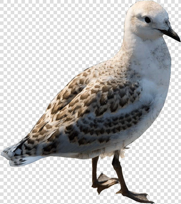 Black Bellied Plover  HD Png DownloadTransparent PNG