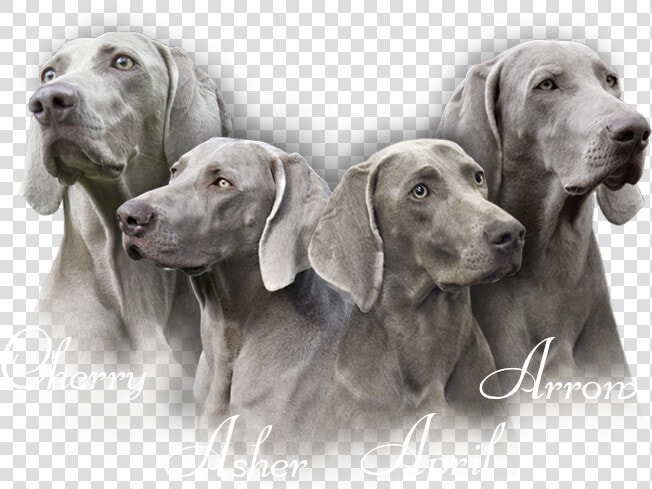 Our Weimaraners   Weimaraner  HD Png DownloadTransparent PNG