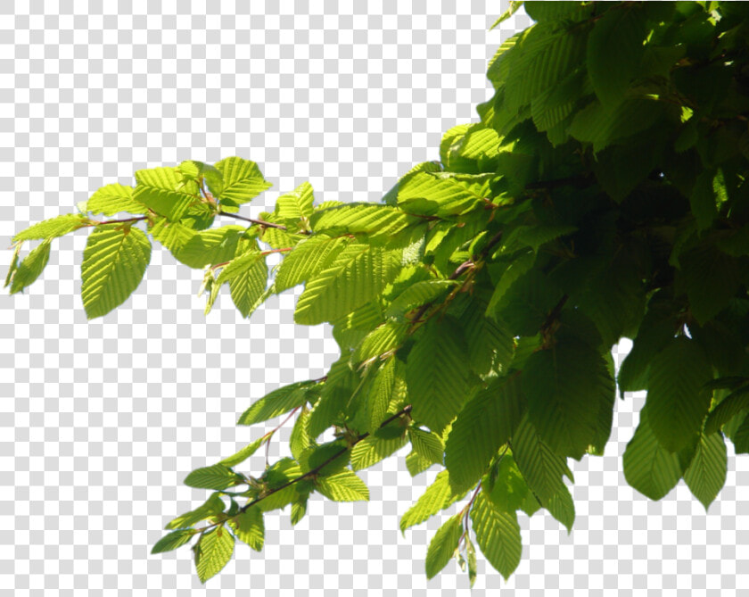 Download Branch Png Images   Png Format Tree Branch Png  Transparent PngTransparent PNG