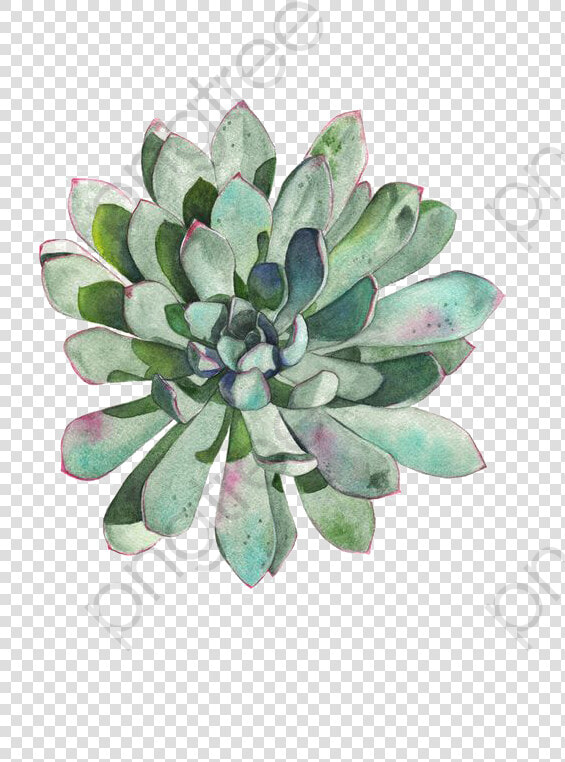 Transparent Succulent Wreath Clipart   Transparent Succulent Clip Art  HD Png DownloadTransparent PNG