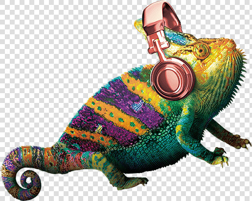 Common Chameleon  HD Png DownloadTransparent PNG