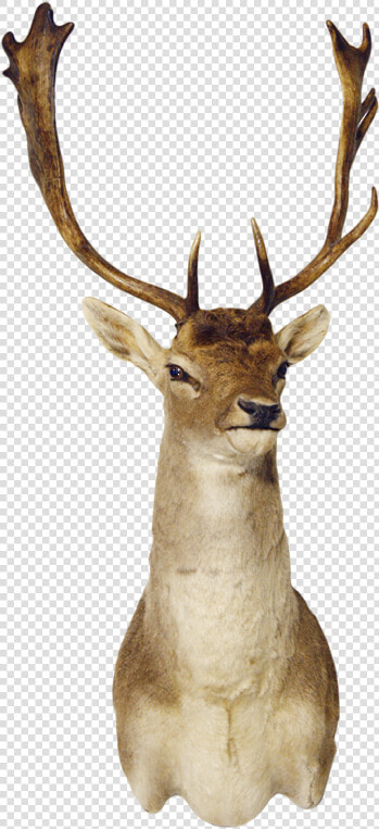 3370m Fallow Deer Shoulder Mount   Elk  HD Png DownloadTransparent PNG