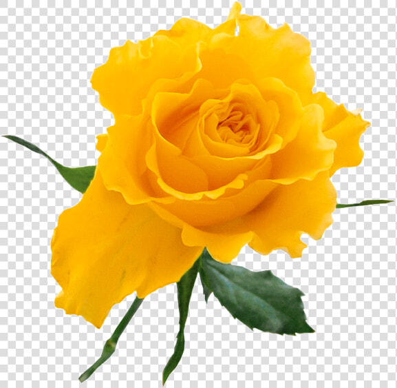 Yellow Rose Clip Art Free   Yellow Rose On Transparent Background  HD Png DownloadTransparent PNG