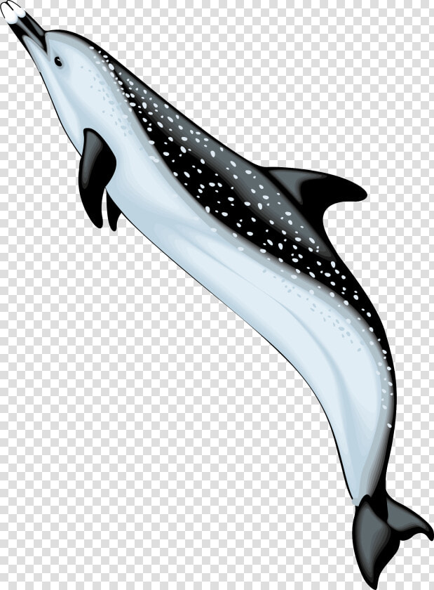 Bottlenose Dolphin Spinner Dolphin Clip Art   Ocean Animals Png  Transparent PngTransparent PNG