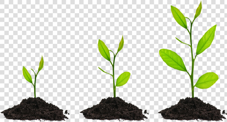 Grow    Growing Plant Transparent Background  HD Png DownloadTransparent PNG