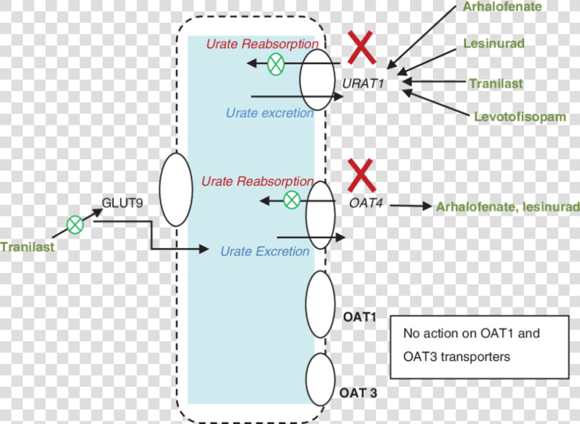 Acid Uric Excretion In Kidney Mechanism  HD Png DownloadTransparent PNG