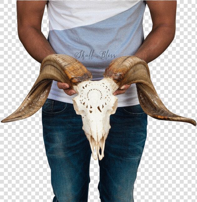 Carved Ram Skull Bull   Bull  HD Png DownloadTransparent PNG