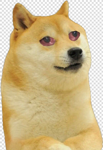 Shiba Inu Dog Mammal Vertebrate Canidae Dog Breed Canaan   Vibe Check Doge Meme  HD Png DownloadTransparent PNG