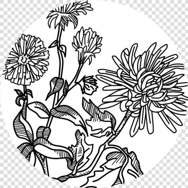 Chrysanths  HD Png DownloadTransparent PNG