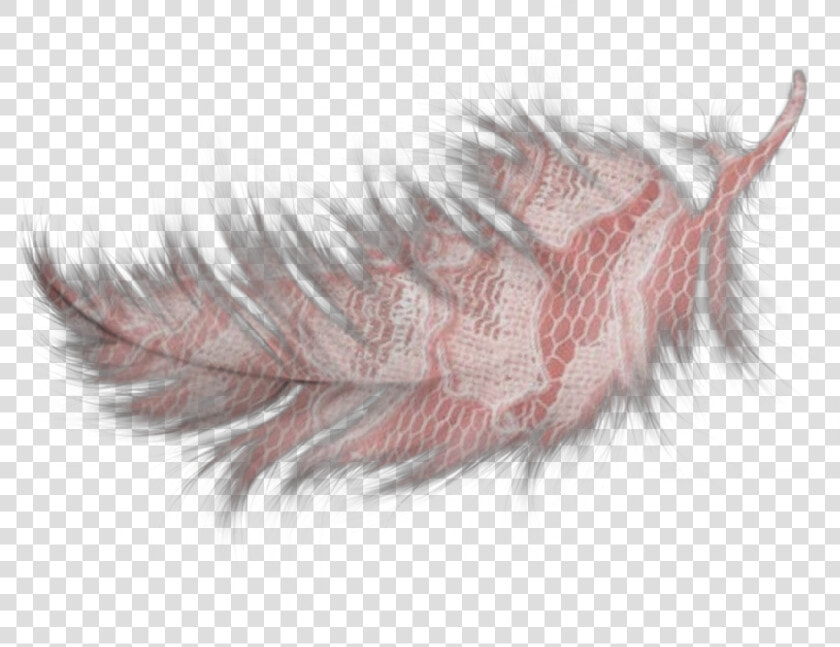  feather  feathers  pink  decorate  inair  fly   Transparent Teal Blue Feathers  HD Png DownloadTransparent PNG