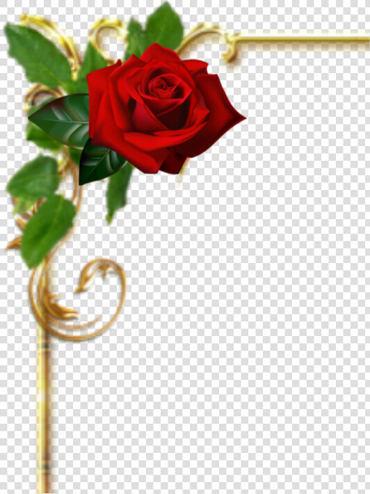 Floribunda  HD Png DownloadTransparent PNG