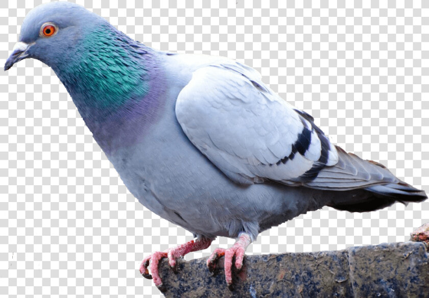 Pigeons And Doves Homing Pigeon Bird Racing Homer Fancy   Pigeon Png  Transparent PngTransparent PNG