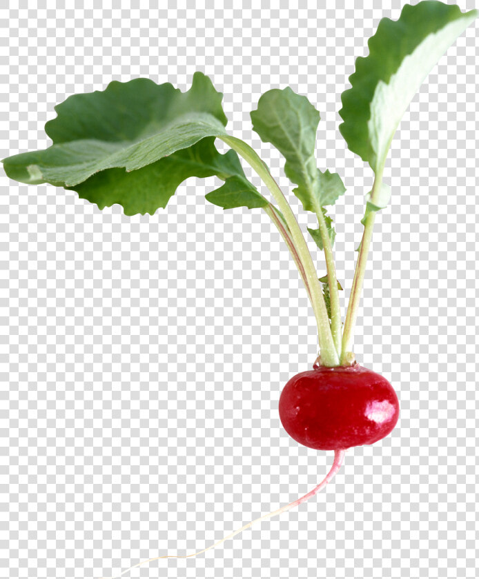 Transparent Radish Png   Редис Png  Png DownloadTransparent PNG