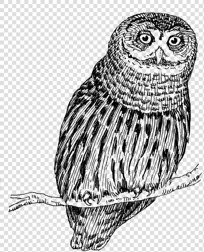 Owl 1557   Owl Png Drawing  Transparent PngTransparent PNG