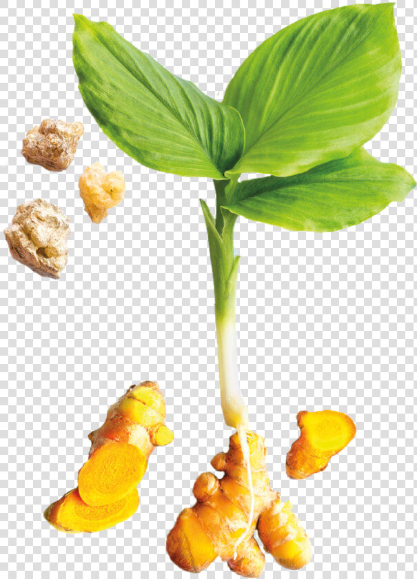 Turmeric Plant Image Png  Transparent PngTransparent PNG