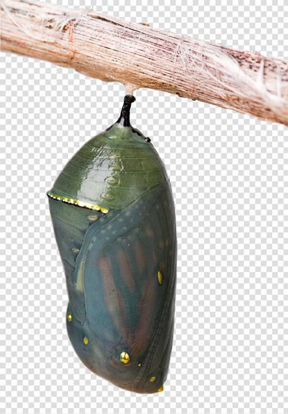 Chrysalis Png  Transparent PngTransparent PNG