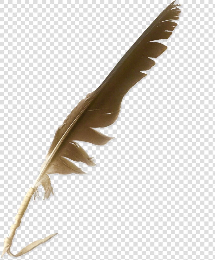 File   Nw greenlandeagle   Buzzard  HD Png DownloadTransparent PNG