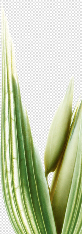 Lait D Amande Botanique Droite   Aloe  HD Png DownloadTransparent PNG