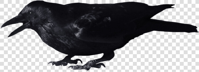 Download For Free Crow Png Picture   Crow Png  Transparent PngTransparent PNG