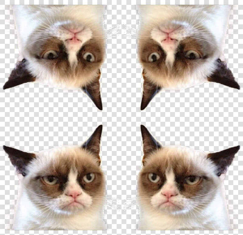 Transparent Grumpy Cat Png   Game Of Thrones Ramsay Joke  Png DownloadTransparent PNG