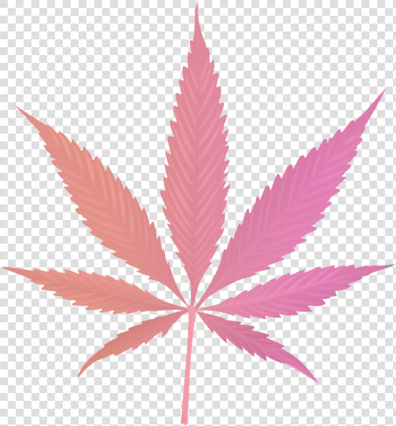 Paradiso Gardens Sativa Hybrid Leaf   Pot Leaf  HD Png DownloadTransparent PNG