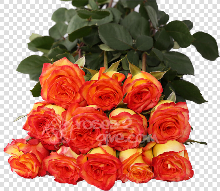 Yellow   Red Bicolor Dozen Title Yellow   Red Bicolor   Floribunda  HD Png DownloadTransparent PNG