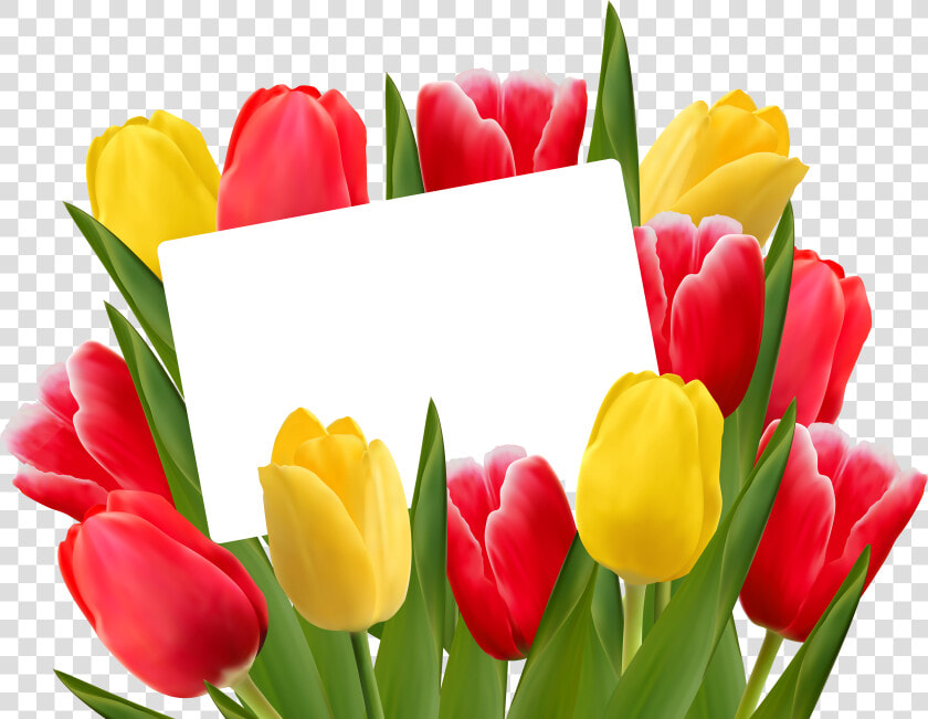 Red And Yellow Tulips Png Clipart   Png Download   Tulip Flower With Transparent Background  Png DownloadTransparent PNG