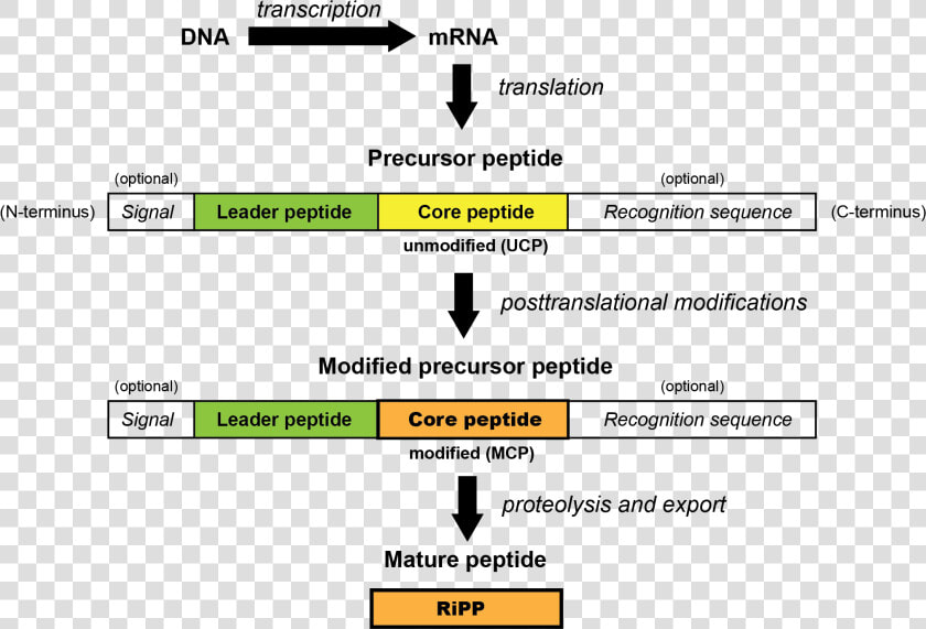 Generalized Ripp Biosynthetic Pathway   Antimicrobial Peptide Synthesis Pathway From Precursors  HD Png DownloadTransparent PNG